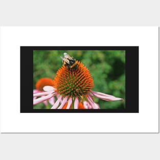 Coneflower & Bee Posters and Art